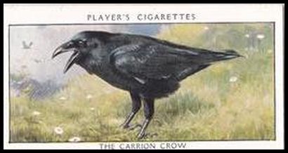 6 The Carrion Crow